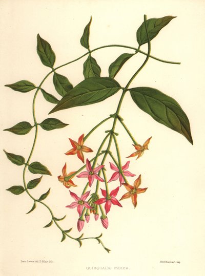 Chinese Honeysuckle or Rangoon Creeper, Combretum Indicum by Unknown
